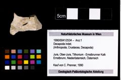 Foto (Objekt + Etikett) von Decapoda indet.  (NHMW-GEO-1990-0041-2534)